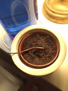 Planterad mini ek